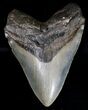 Serrated Megalodon Tooth - North Carolina #18384-1